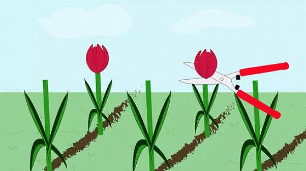 Tulipaner er flerårige