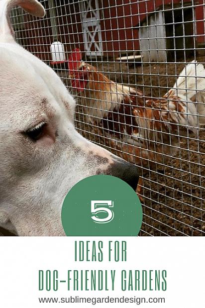 Hvis du trenger et kjølig sesonggress for landskapsarbeid med hunder