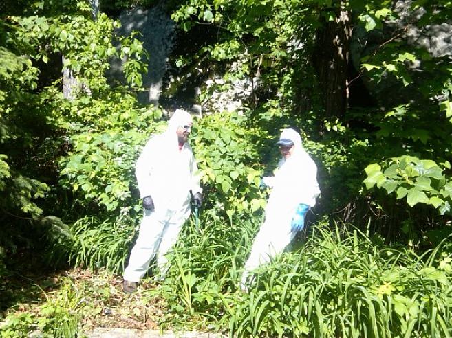 Den beste sesongen for å fjerne Poison Ivy er om våren når bladene er røde