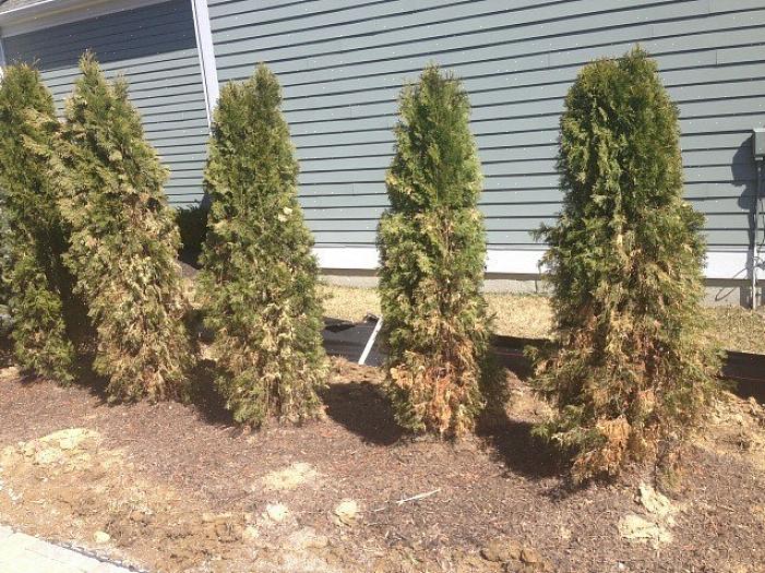 Hvordan beskytter du planter mot vindskader