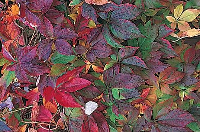 Plante høstblomster