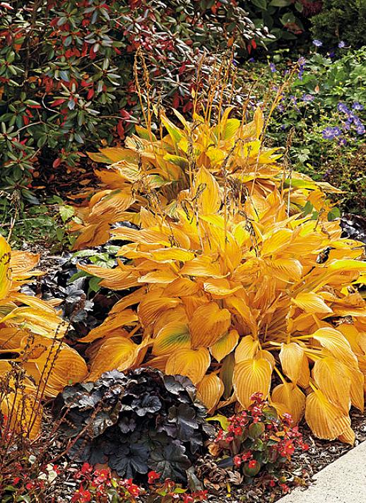 Ikke glem å plante høstblomster når du tenker på å ha høstfarger i landskapsarbeidet ditt