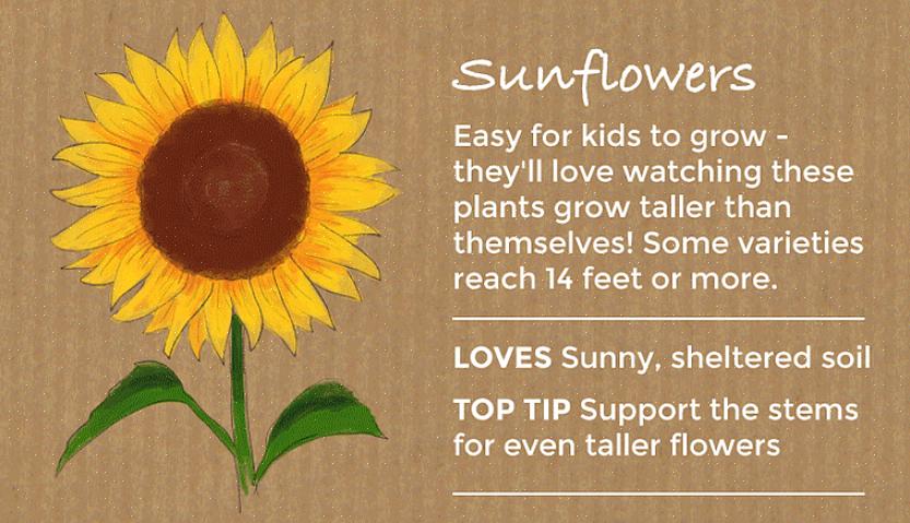 Planter som sprer dette lett er ikke masete om vekstforhold