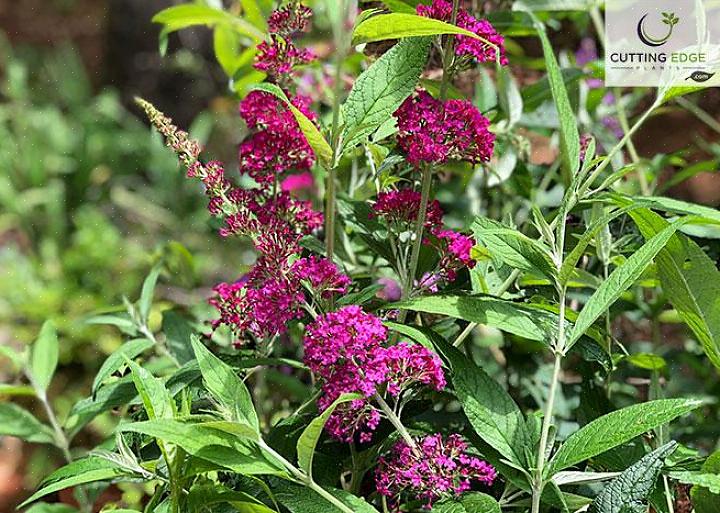 Vi kan be dem om å unngå å dyrke sommerfuglbuske