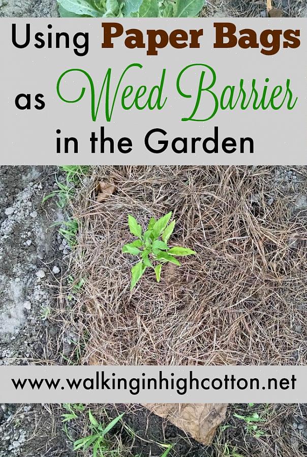 For å drepe gresset effektivt