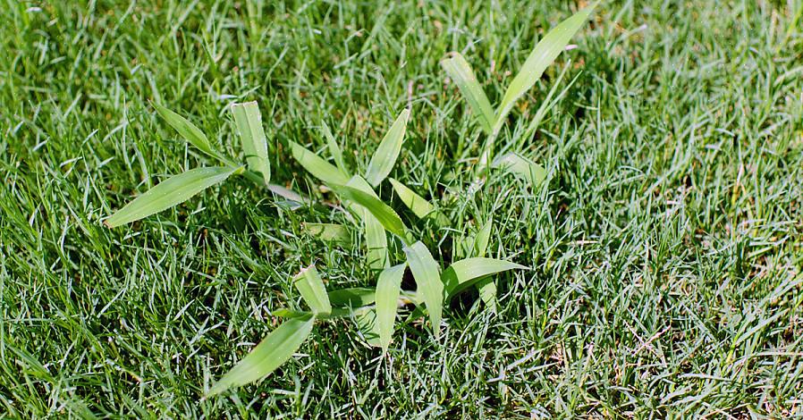 Glatt crabgrass og hårete crabgrass