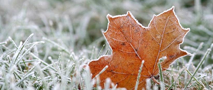Deretter må du gjøre en jordprøve for å kontrollere for eksempel jordens pH på plenen din