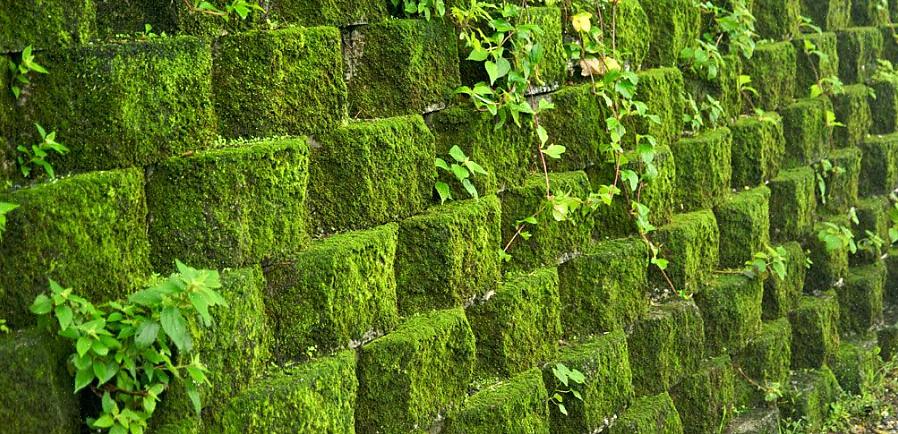 Vanligvis dyrket i skuffer på 36 til 72 enheter