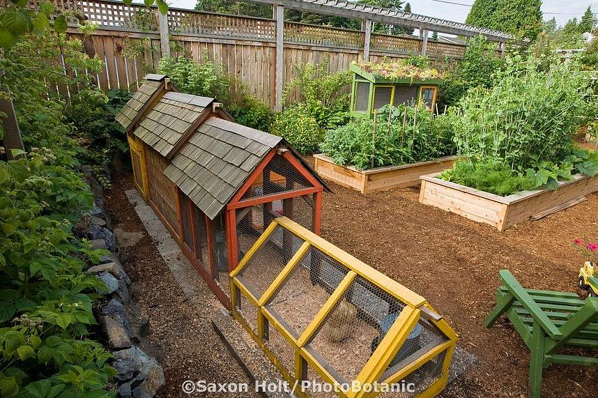 Pullet kan referere til en leggehøne eller en kjøttkylling