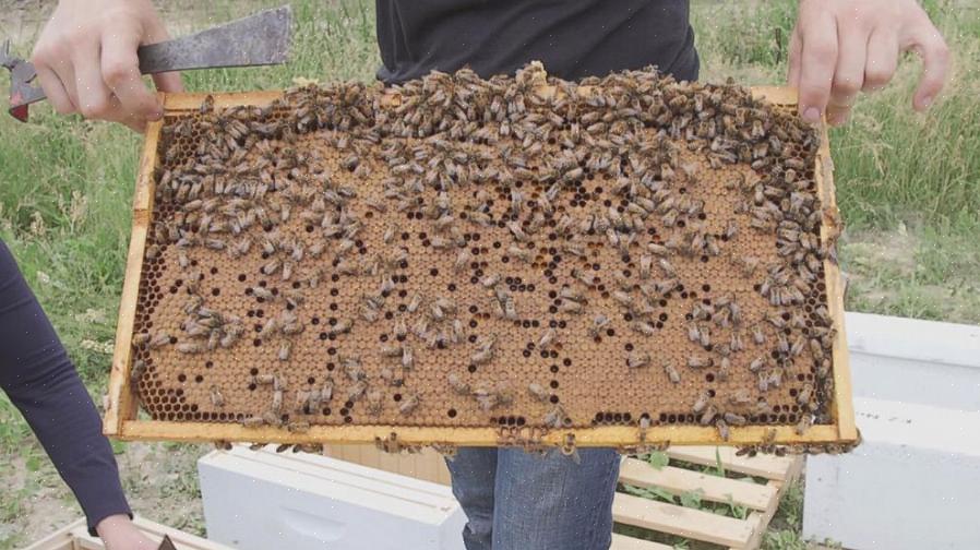 Trenger jeg å kreve dette bikupen