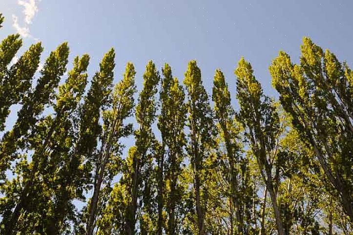 For det andre holder skygge trær om sommeren husets temperatur lavere