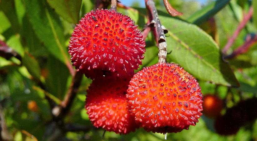 Kalles Arbutus unedo også Killarney jordbær tre