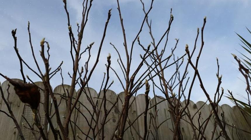 En slags suspensjon av livet til forholdene er riktige for aktiv vekst