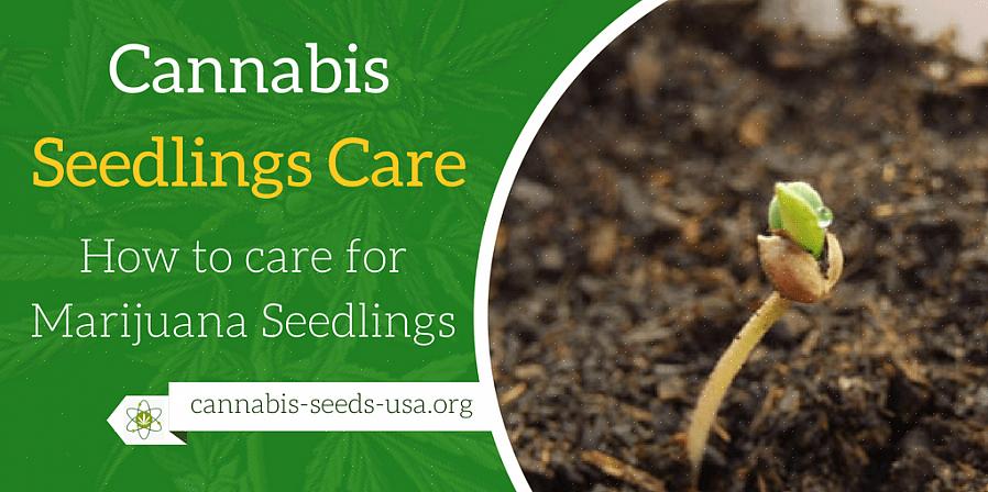 Trenger du ikke bruke en potteblanding med gjødsel for å starte frø