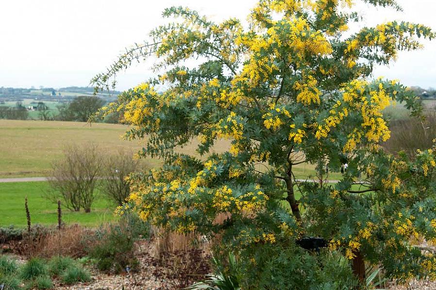 Beslektet med ornamentale kirsebærtrær er dekorative aprikostrær