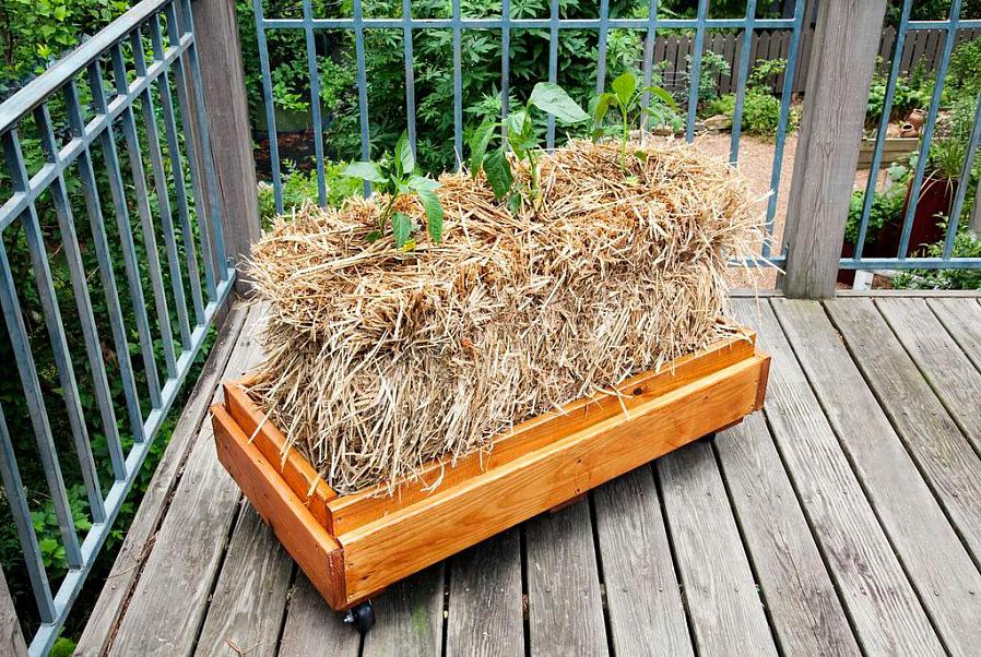 Legg halmbalthagen din nær en vannkilde