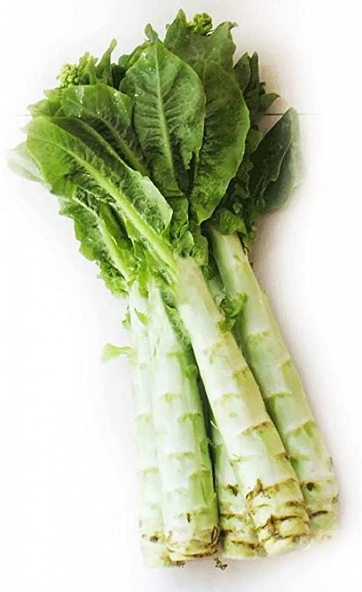 Hvis salatfrø settes i bakken mens det fremdeles er kaldt