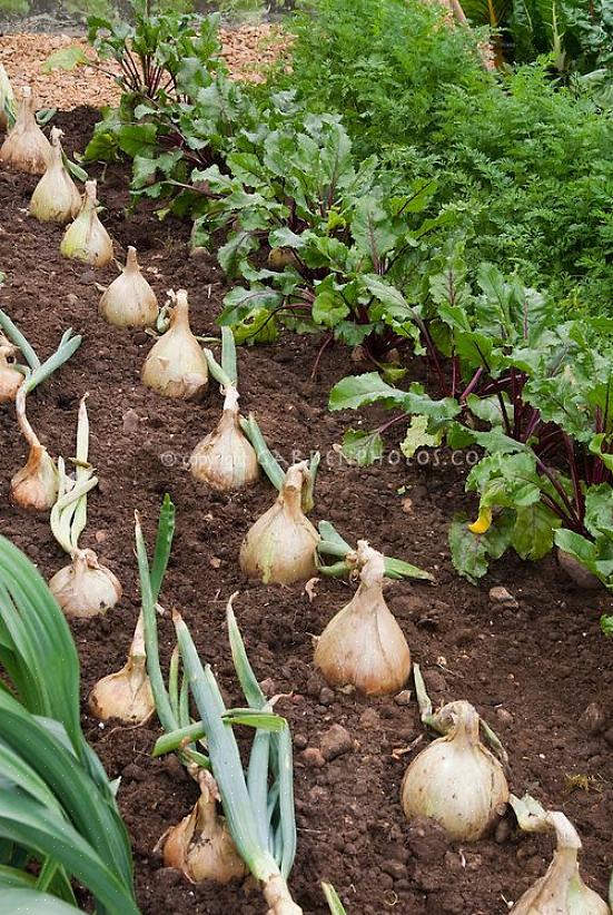 Løk er faktisk toårige