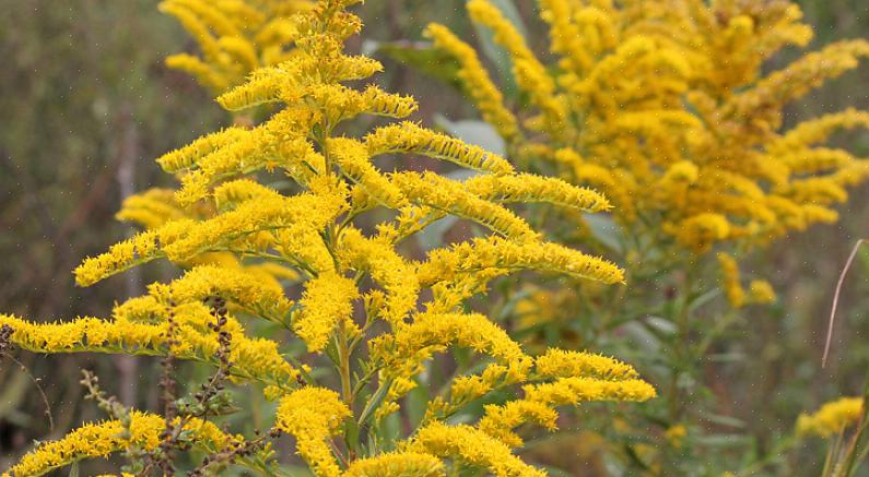 Tett nese lever sannsynligvis i nærheten