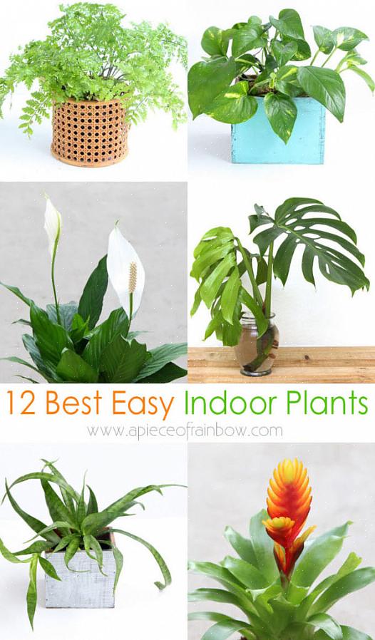 De selges som potteblomstrende planter eller nakne pærer