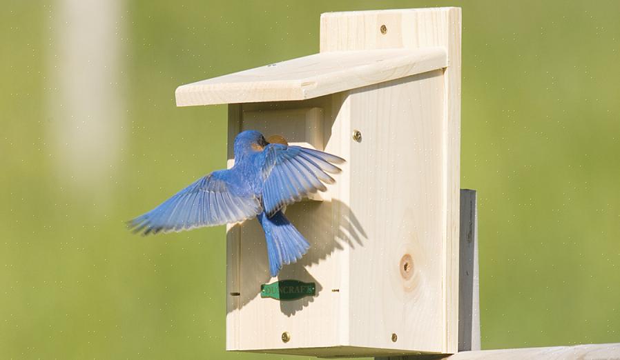Og når skal fuglehus være klare til å være vert for nye fjærfamilier