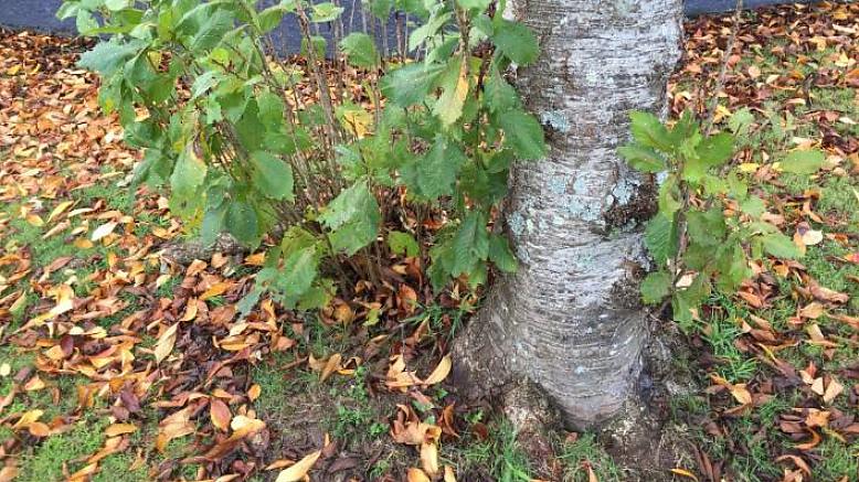 Sugere blir vanligvis betraktet som uønskede - du vil ha planten