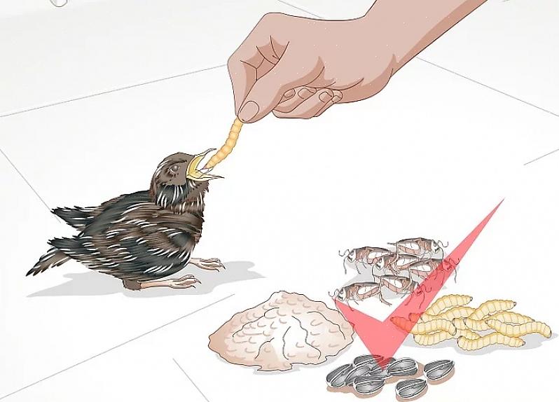 Hvis du finner en babyfugl som trenger hjelp