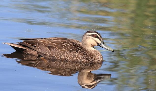 Stifftail-arter inkluderer rødaktig and