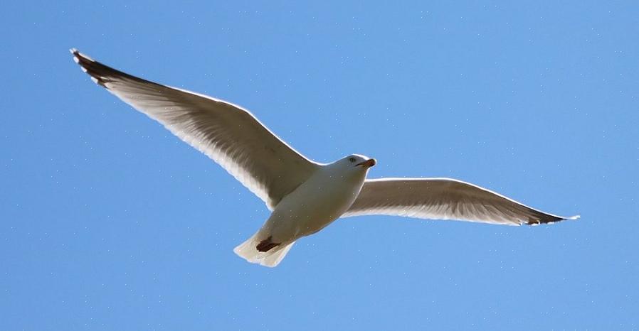 Hjelper fugler å fly