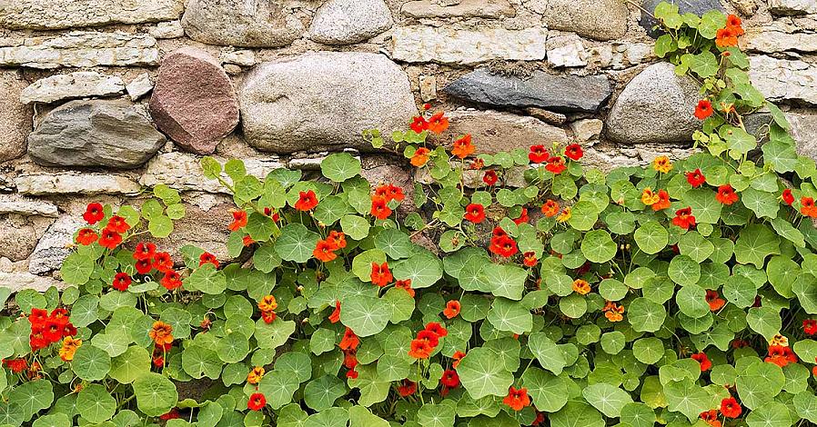 Nasturtiums er veldig utsatt for bladlus