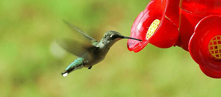 Enten fra egnede blomster eller sukkervannløsninger