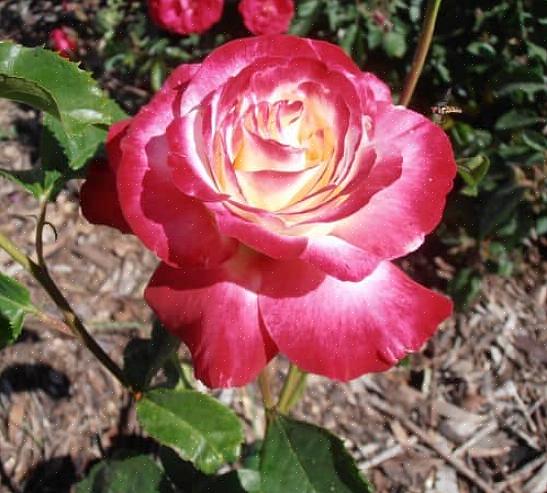 Beskjær ny vekst for å forme planten til ønsket utseende