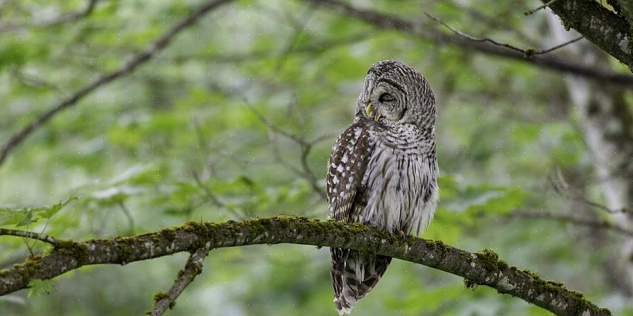 Ugler er ikke vanlige bakfugler