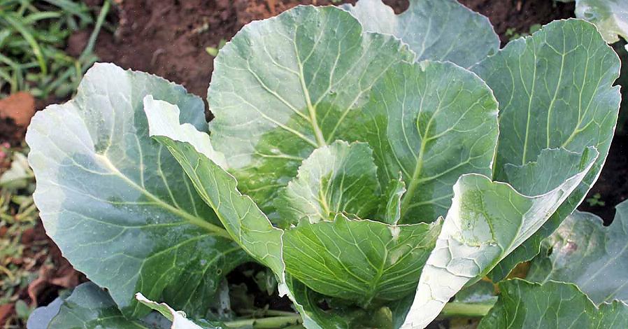 Collard greener kan ta lett frost