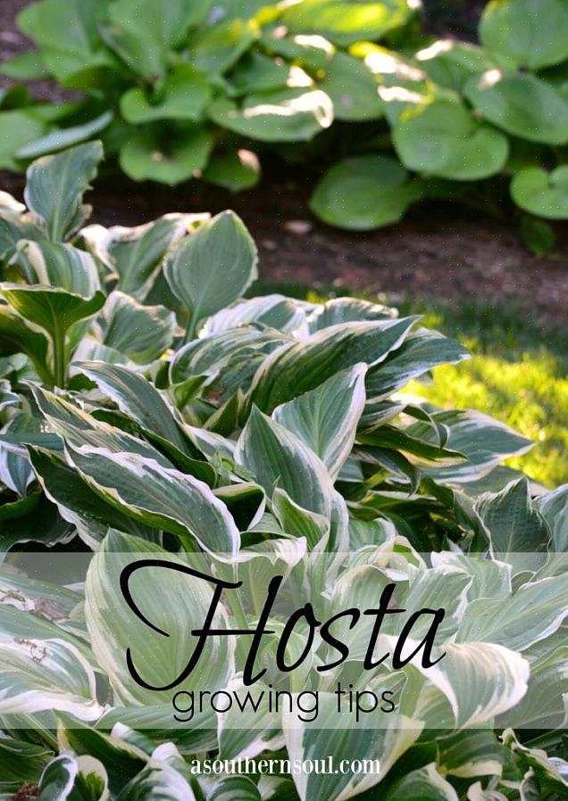 Collard greener voksende tips