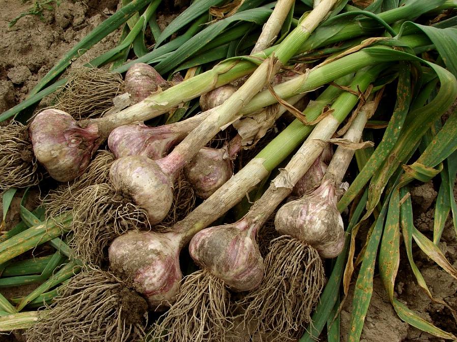 Plante den riktig Når du skal høste hvitløk