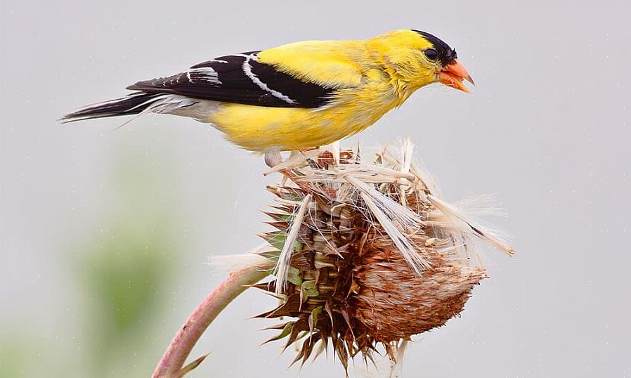De fleste lyse farger kan imidlertid brukes til å tiltrekke seg mange forskjellige fugler