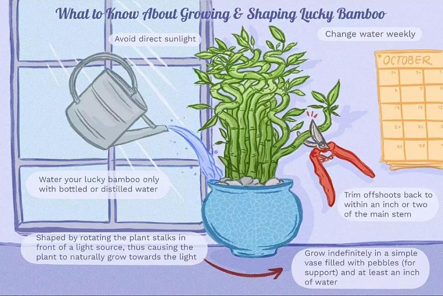 Det er visse vekstforhold som den heldige bambusen din trenger for å være sunn