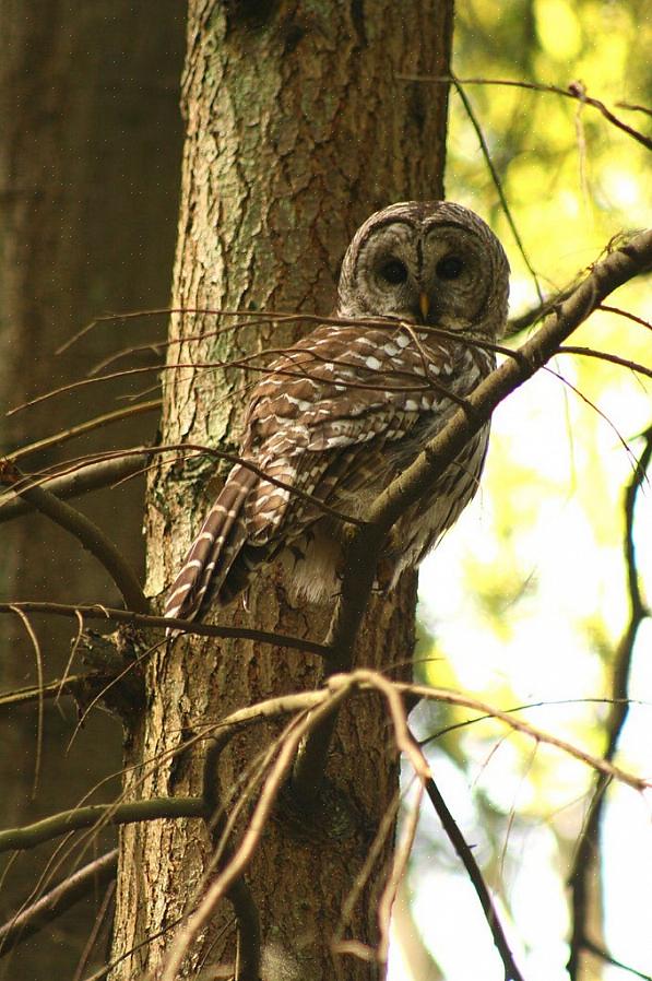 Er mer aktive om dagen enn de fleste andre ugler