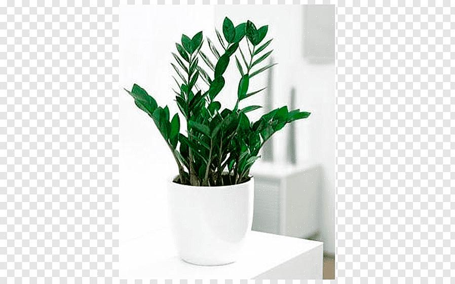 Hvis du planlegger å dyrke Zamia furfuracea