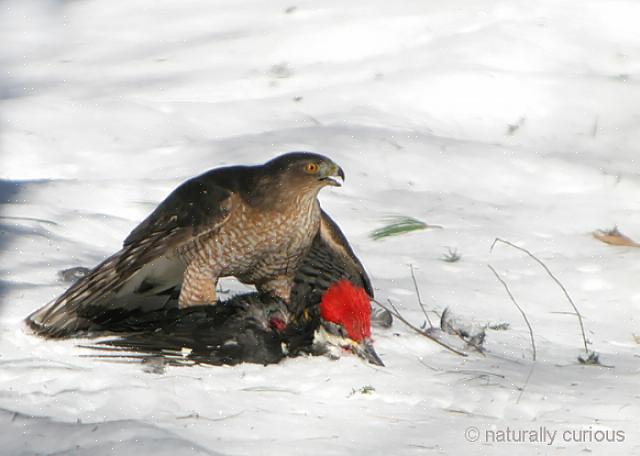 Vil småfugler feilaktig fly inn i vinduer