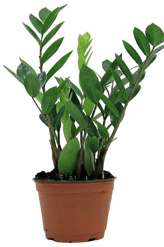 Er vanligvis merket med striper eller flekker