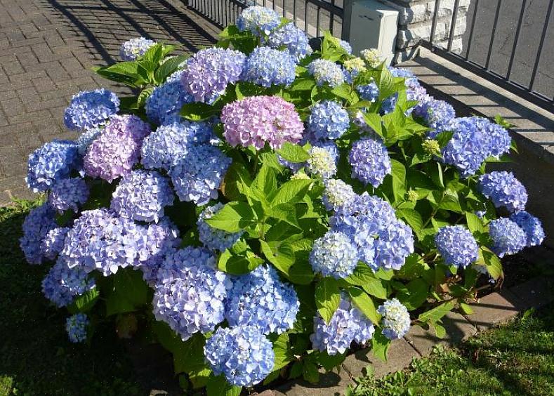 De vanligste dyrkede hortensiaene pleide å være storbladede hortensiaer (Hydrangea macrophylla)