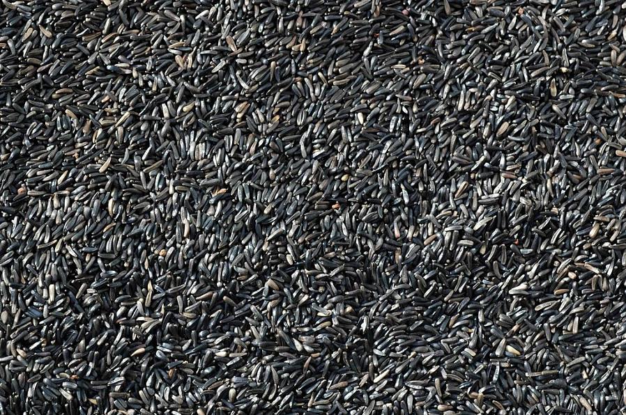 Er det største problemet med å mate Nyjer til fugler i hagen