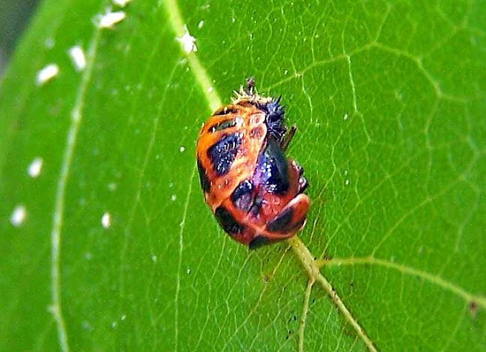Når den unge damebillene dukker opp fra eggene som larver