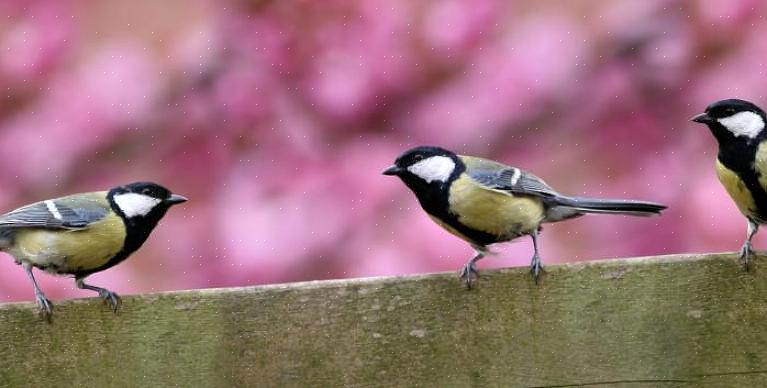 Det er mange forskjellige kjøkkenutklipp som kan appellere til fugler i hagen