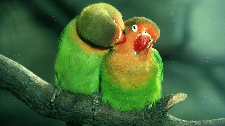 Eller de viser synlige forskjeller mellom hannfugler