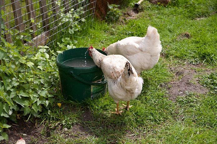 I likhet med en tradisjonell galvanisert vanning fungerer en rund plastvann like godt
