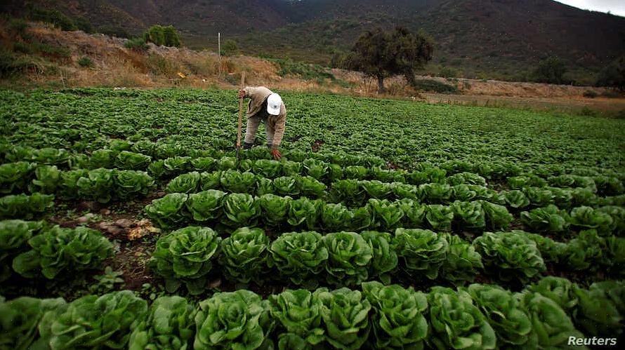 Alternative avlinger