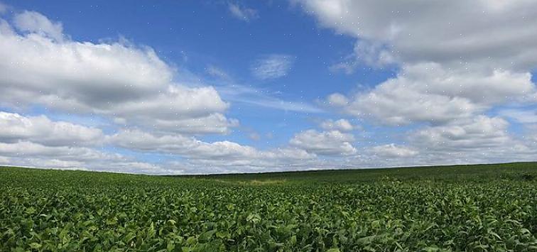 Forsikre deg om at det er et marked for ditt uvanlige dyr